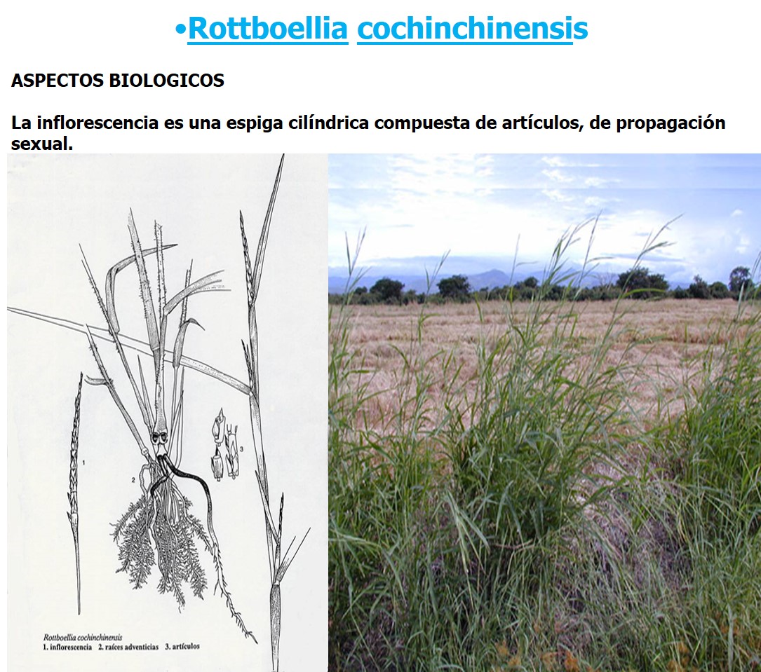 Rotboelia cochinchinensis.