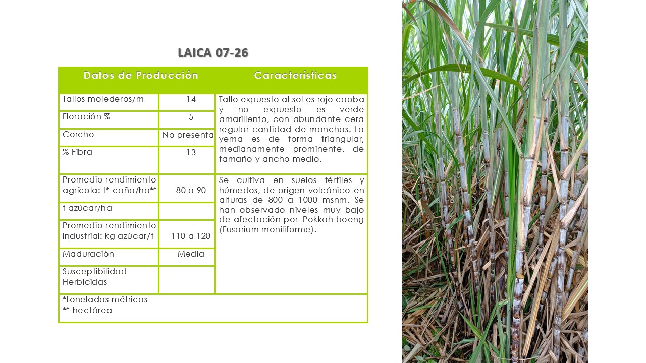 LAICA 07-26 Igual que la LAICA 07-20, se adapta bien en suelos fértiles y húmedos, de origen volcánico en alturas de 800 a 1000 msnm. Se han observado niveles muy bajo de afectación por Pokkah boeng (Fusarium moniliforme) y alta incidencia de virus del mosaico. Variedad de maduración intermedia y media tolerancia a herbicidad.