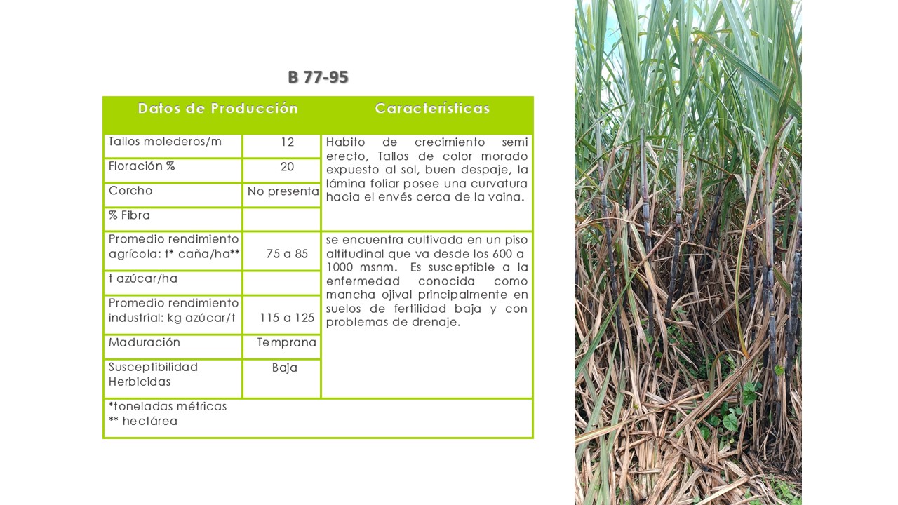 B 77-95 En la región se encuentra cultivada en un piso altitudinal que va desde los 600 a 1200 msnm. Requiere suelos de media a alta fertilidad y buenas condiciones de humedad. Variedad de maduración temprana y media susceptibilidad a herbicidas.