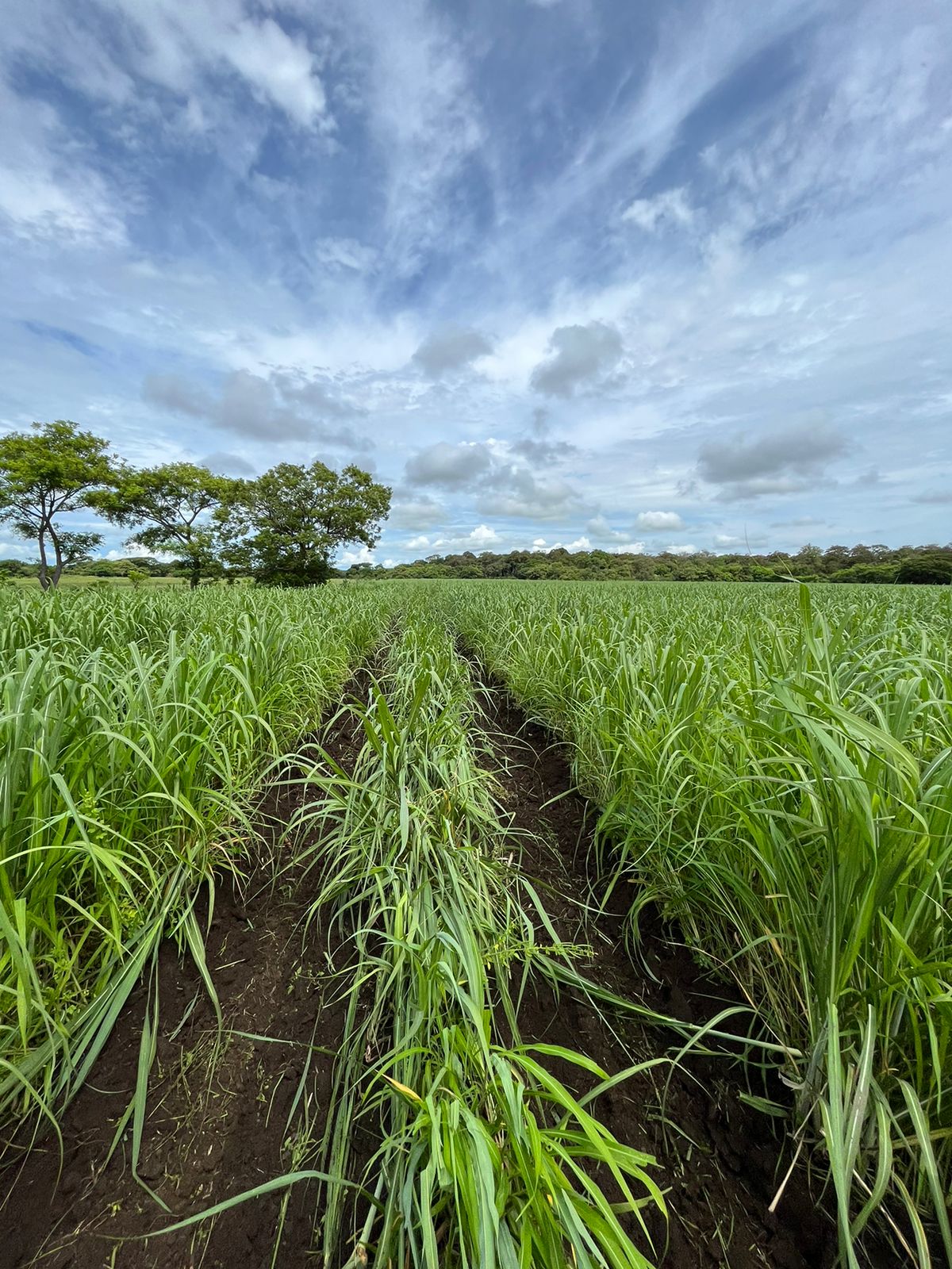 Surco despues de aplicado con fertilizadora