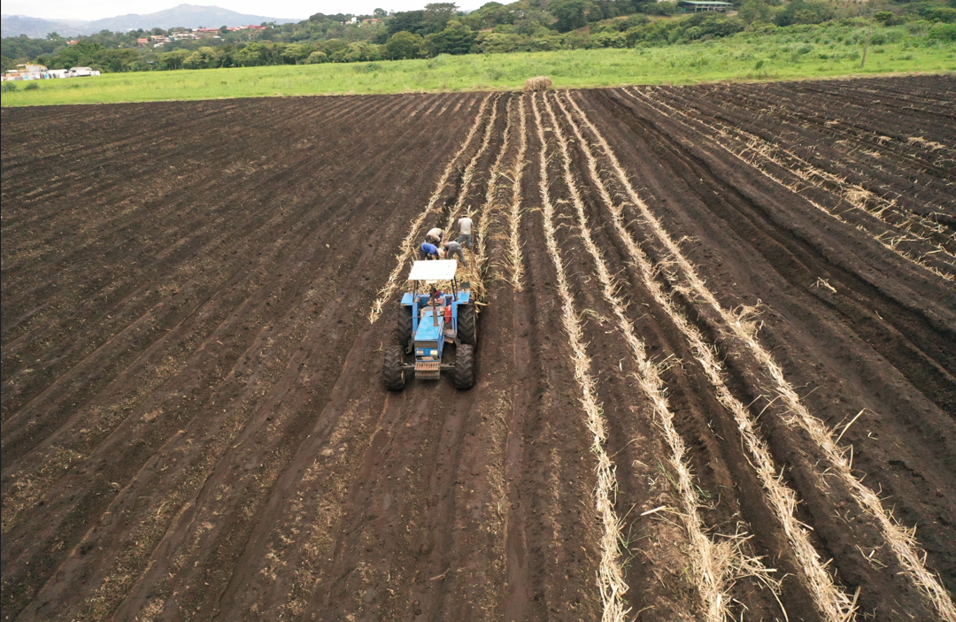 Distribución de semilla en campo bajo el método tradicional de siembra.