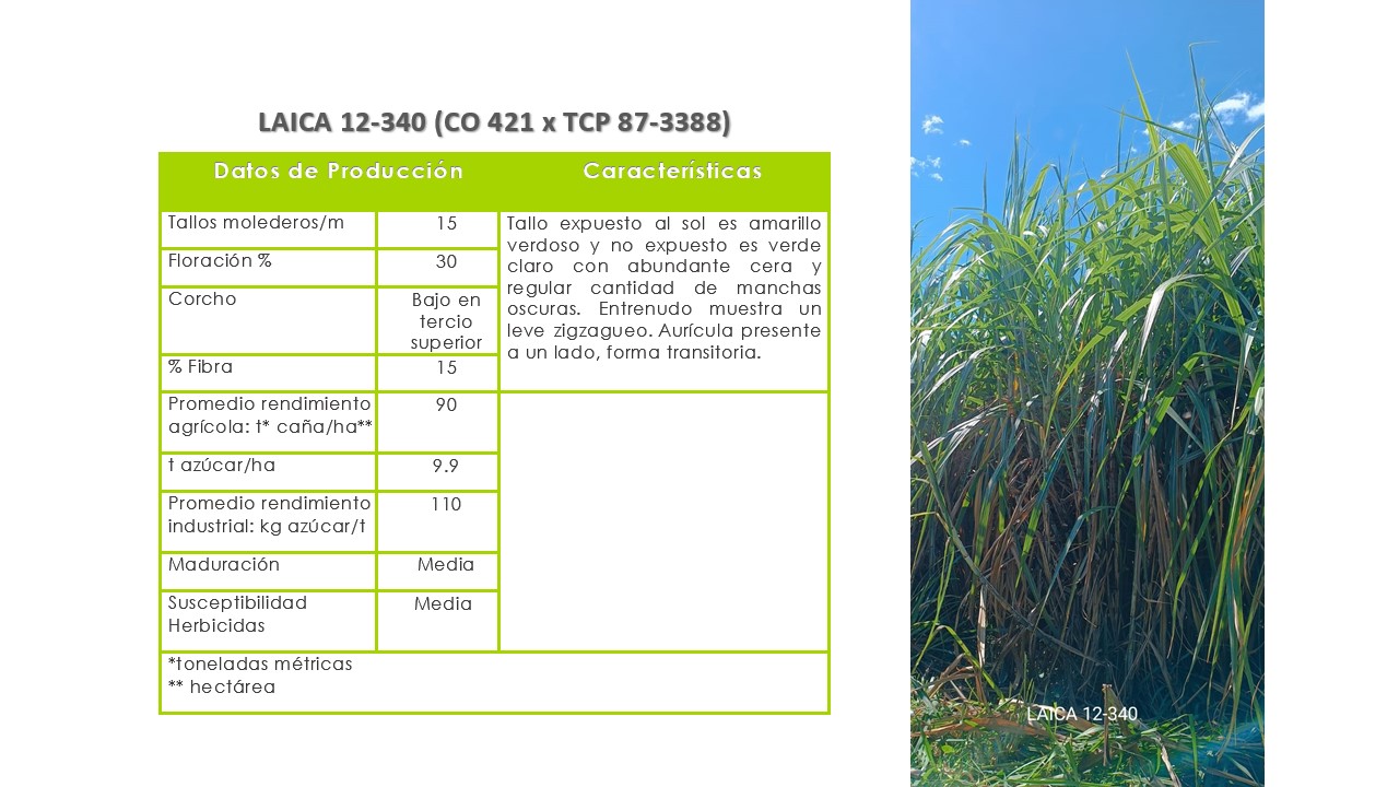 LAICA 12-340 Requiere suelos de media a alta fertilidad y buenas condiciones de humedad. Presenta resistencia o tolerancia a las principales enfermedades de la región; sin embargo en La Región Norte y Guanacaste se ha observado presencia de Carbón (Ustilago scitaminea). Variedad de maduración intermedia.