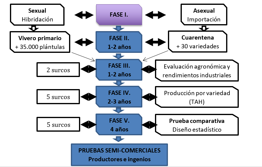 Esquema de selección de variedades.