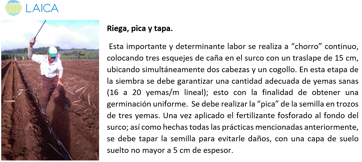 Riega-Pica-Tapa de la caña.