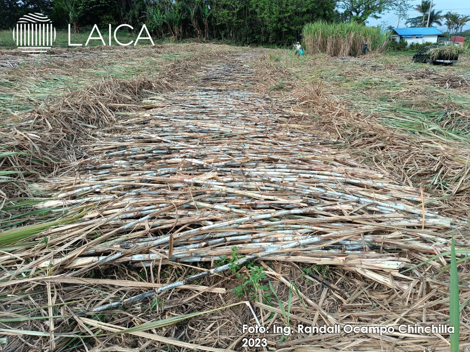 Caña cortada en verde con su adecuado trabajo de deshoje para minimizar la cantidad de materia extraña trasladada al ingenio.