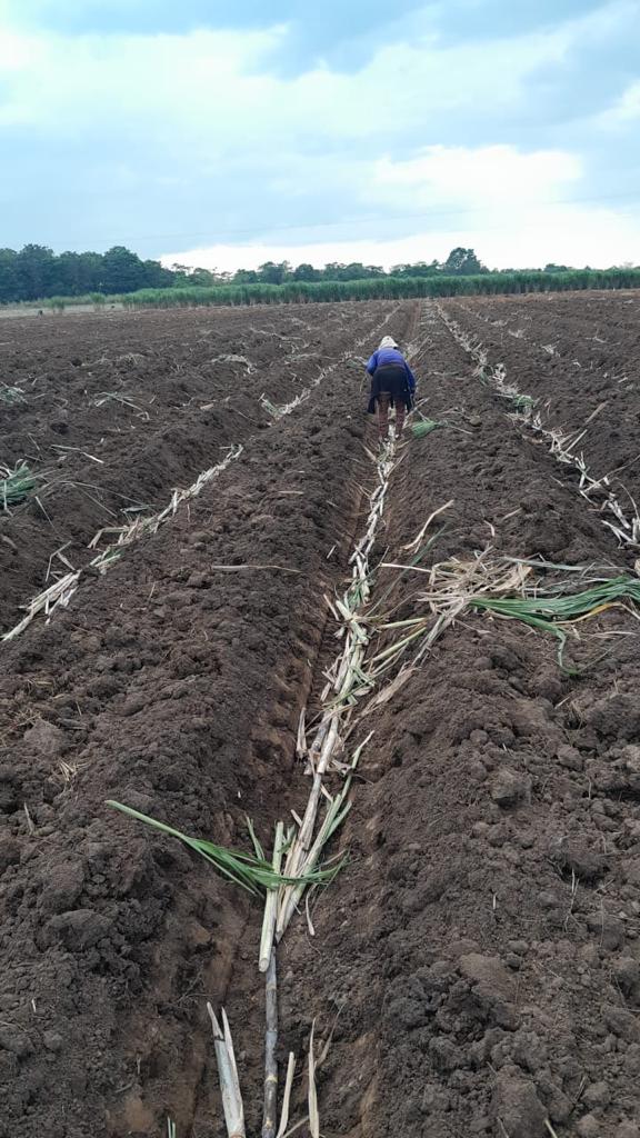 Antes sembrar o terminando la siembra es necesario realizar la fertilización fosfórica