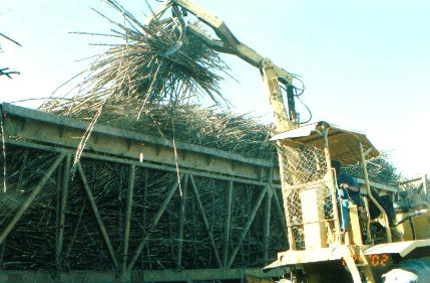 Cargado mecánico de caña azúcar