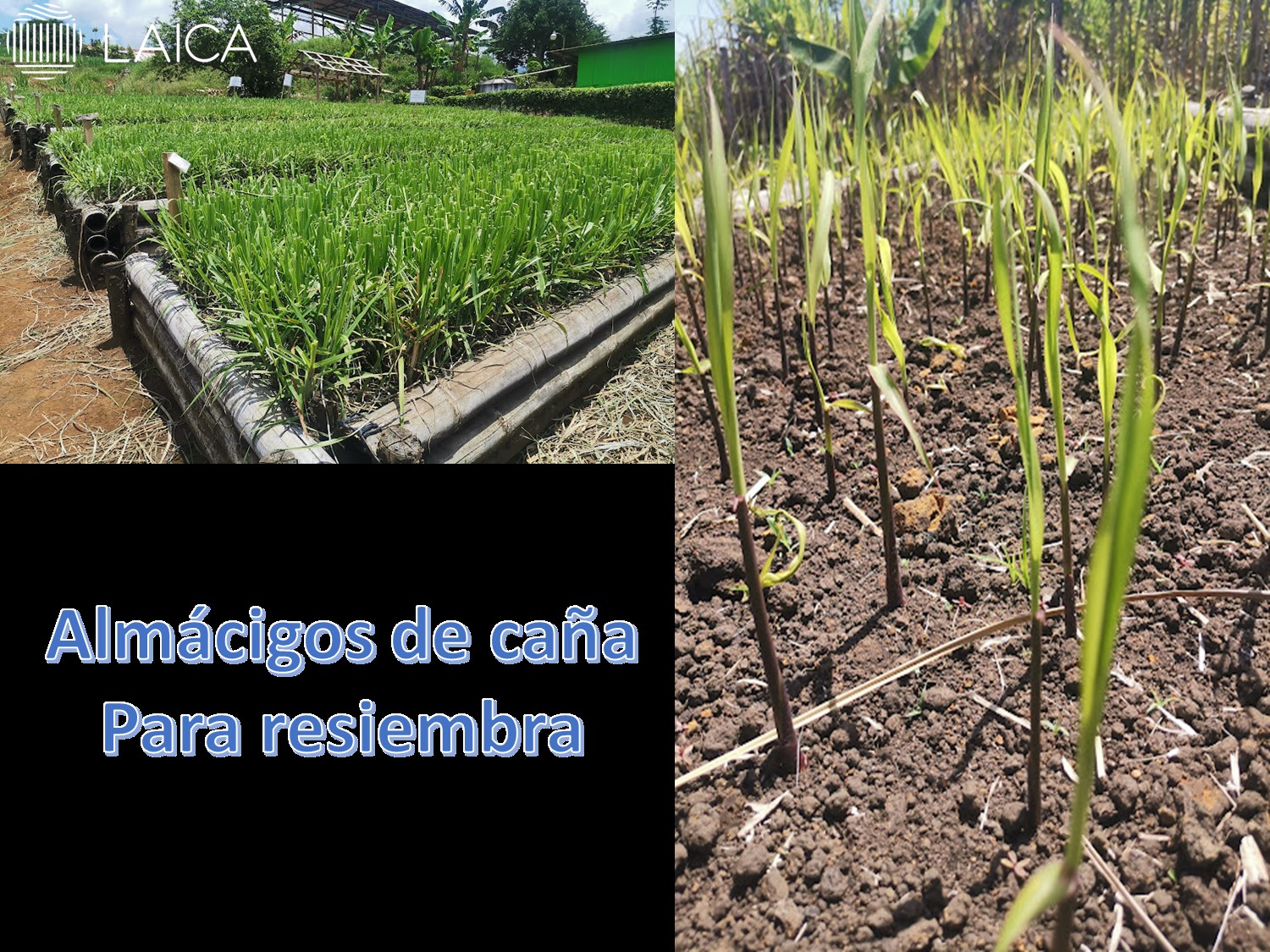 Almácigos de caña de azúcar para resiembra.