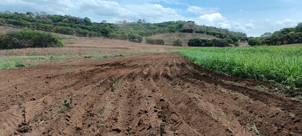 Preparación completa de suelo con surcos en contorno espaciados a 1.5 metros.