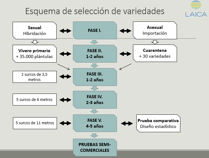 Esquema de selección de variedades en la Región Sur.