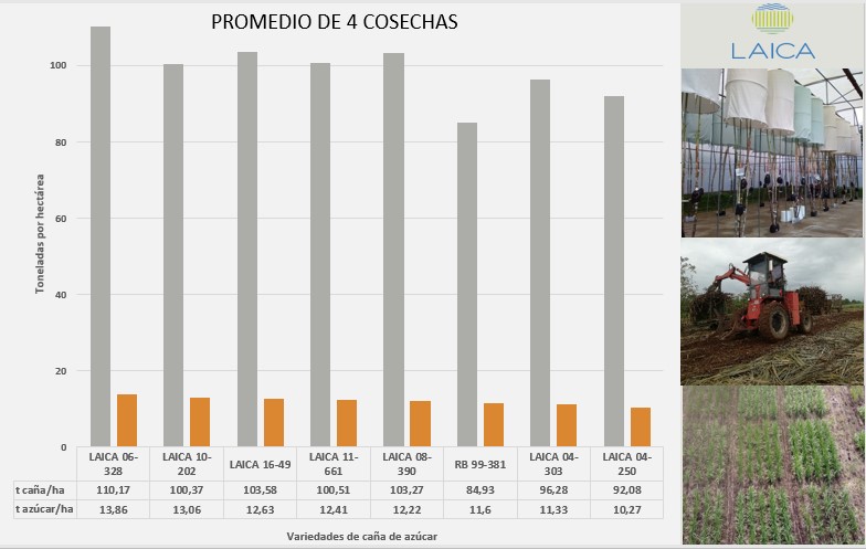 Resultado promedio 4 cosechas.