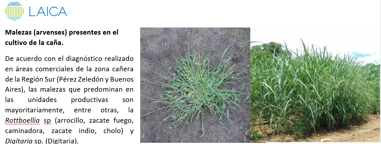 Tipos de control de malezas.