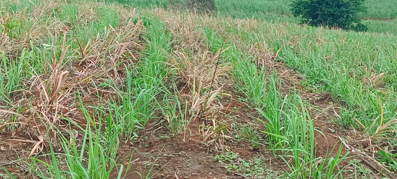 Siembra bajo el sistema de labranza mínima. En la imagen se observa el brote que quedaba de la plantación anterior quemado con herbicida el cuál será incorporado al suelo posteriormente con la aporca.