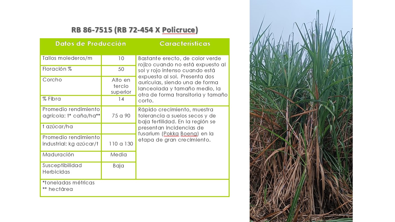 RB 86-7515 Variedad de rápido crecimiento, muestra tolerancia a suelos secos y de baja fertilidad. En la región se presentan incidencias de fusarium (Pokka Boeng) en la etapa de gran crecimiento. Presenta maduración intermedia y baja susceptibilidad a herbicidas.