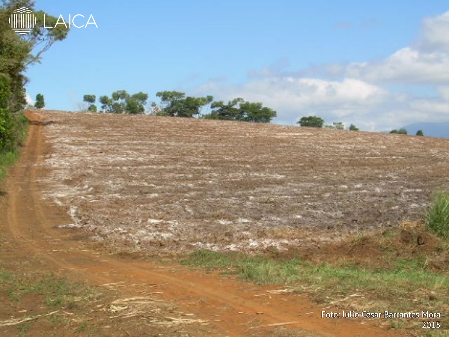 Área encalado durante proceso de preparación de suelo.