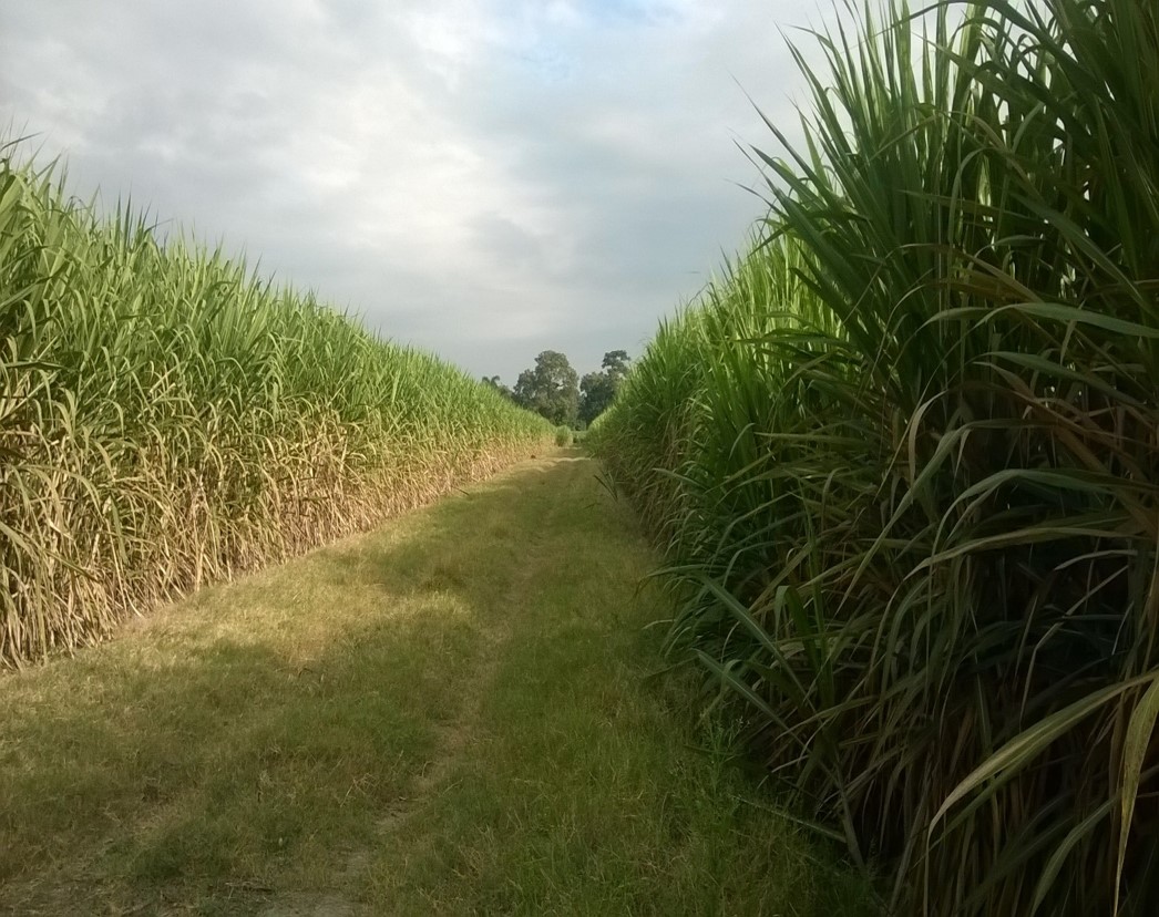 Plantación de variedad comercial