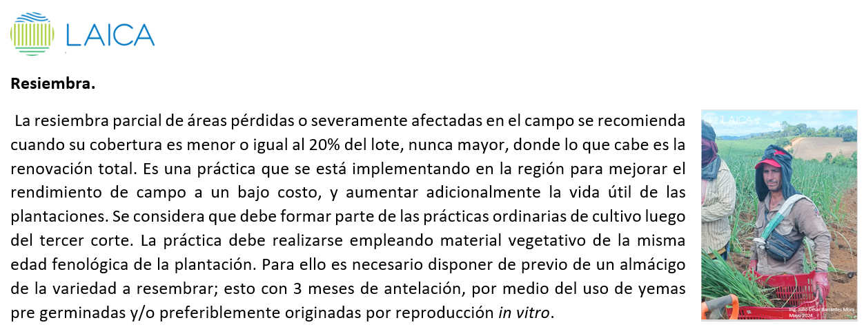 Resiembra en caña de azúcar con menos 20% pérdida de cepa.