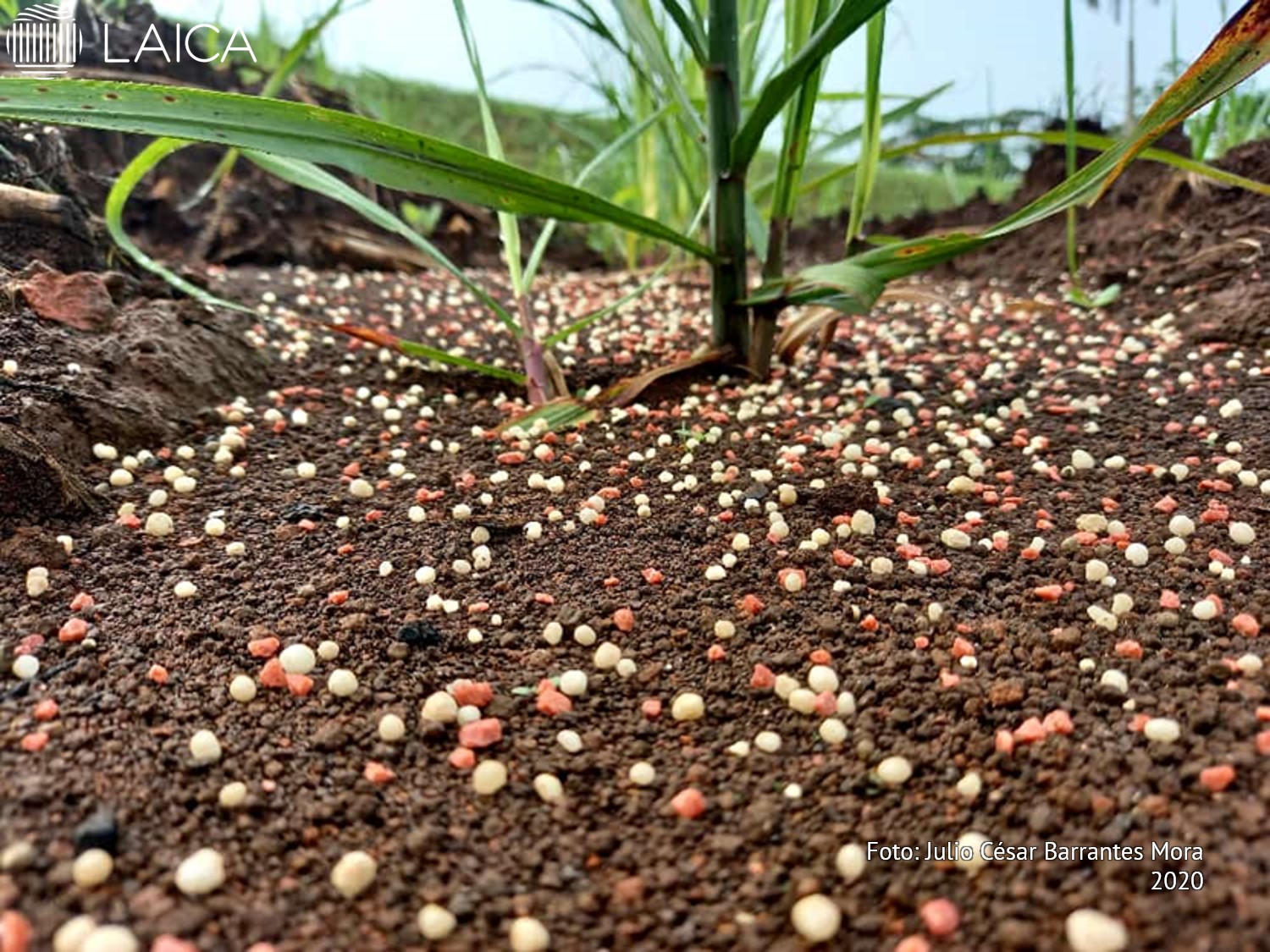 Fertilización complementaria en caña planta. Fórmula:17-2-25-4,5-3,7 (S) (0,2 Zn)