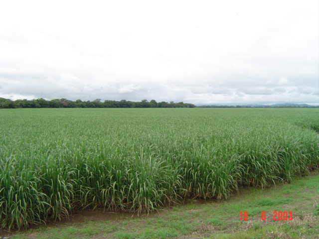 Plantación de caña Puntarenas