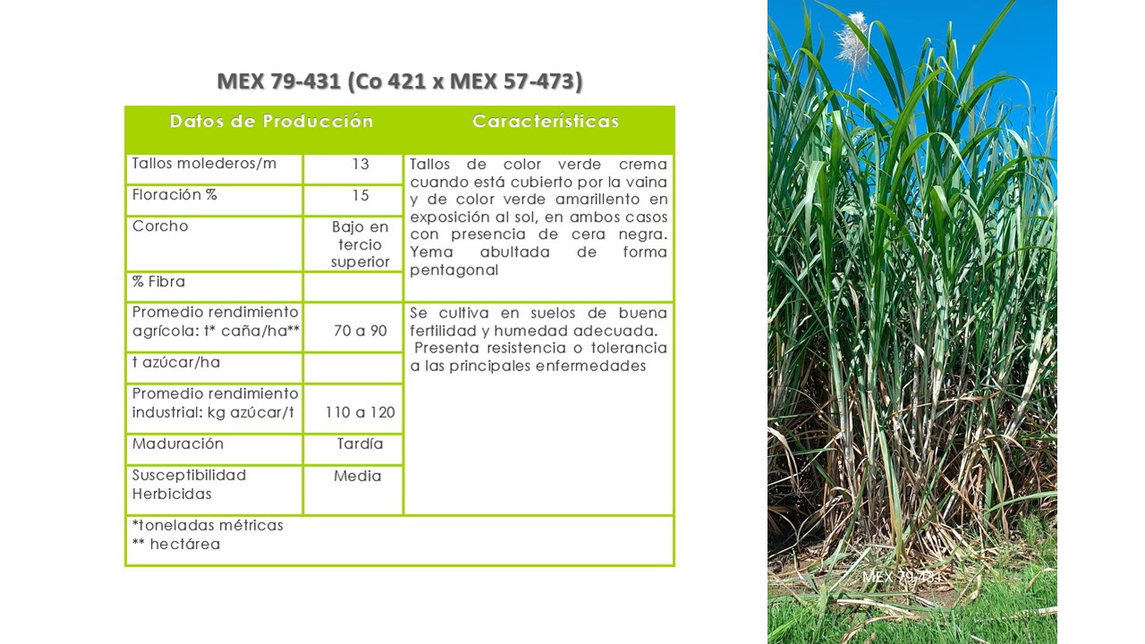 MEX 79-431 Requiere suelos de media a alta fertilidad y buenas condiciones de humedad. Presenta resistencia o tolerancia a las principales enfermedades y de maduración media a tardía.