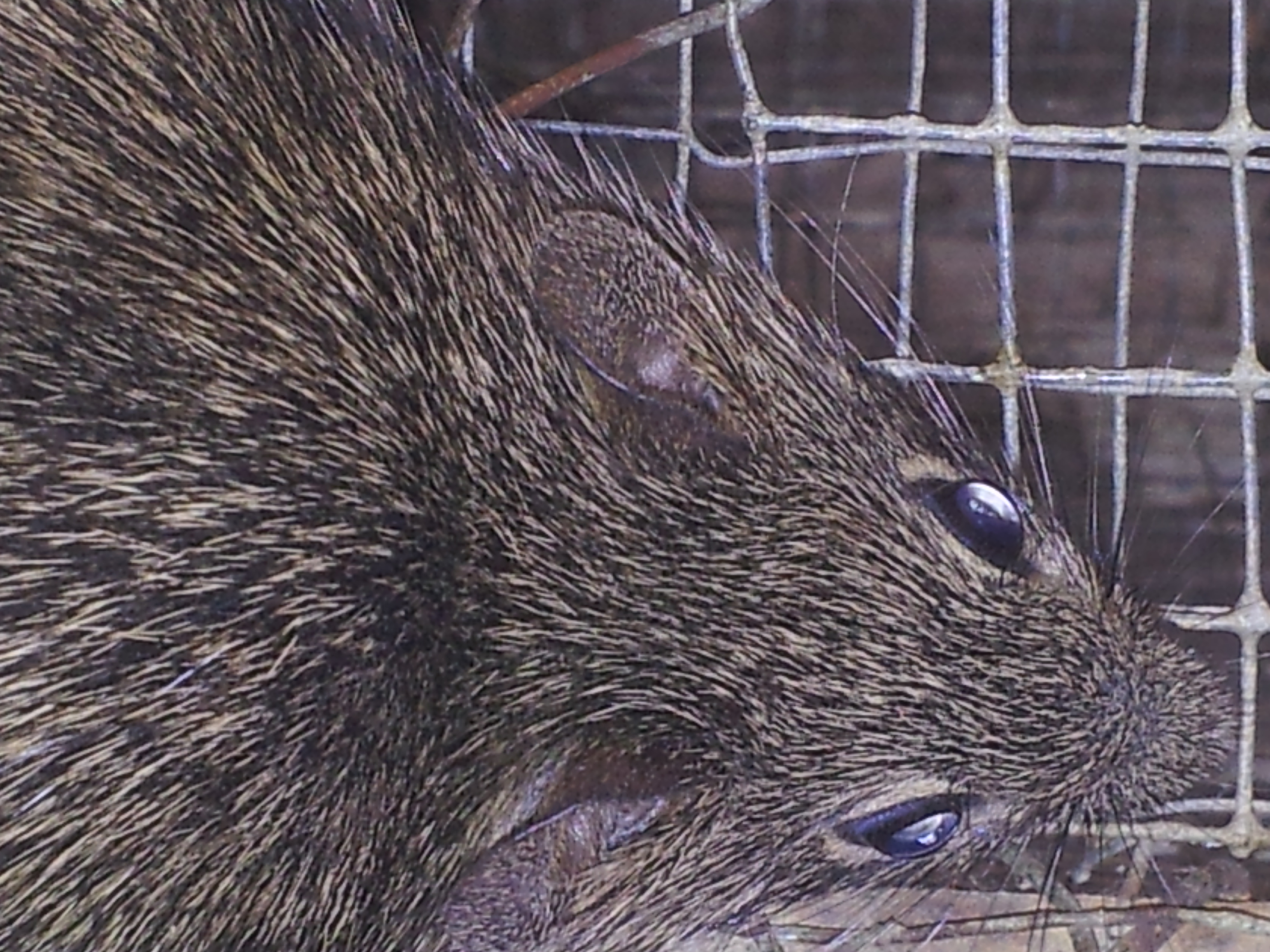 RATA CAÑERA