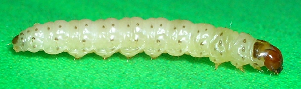 BARRENADOR BLASTOBASIS