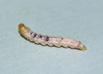 BARRENADOR MEJICANO DEL ARROZ