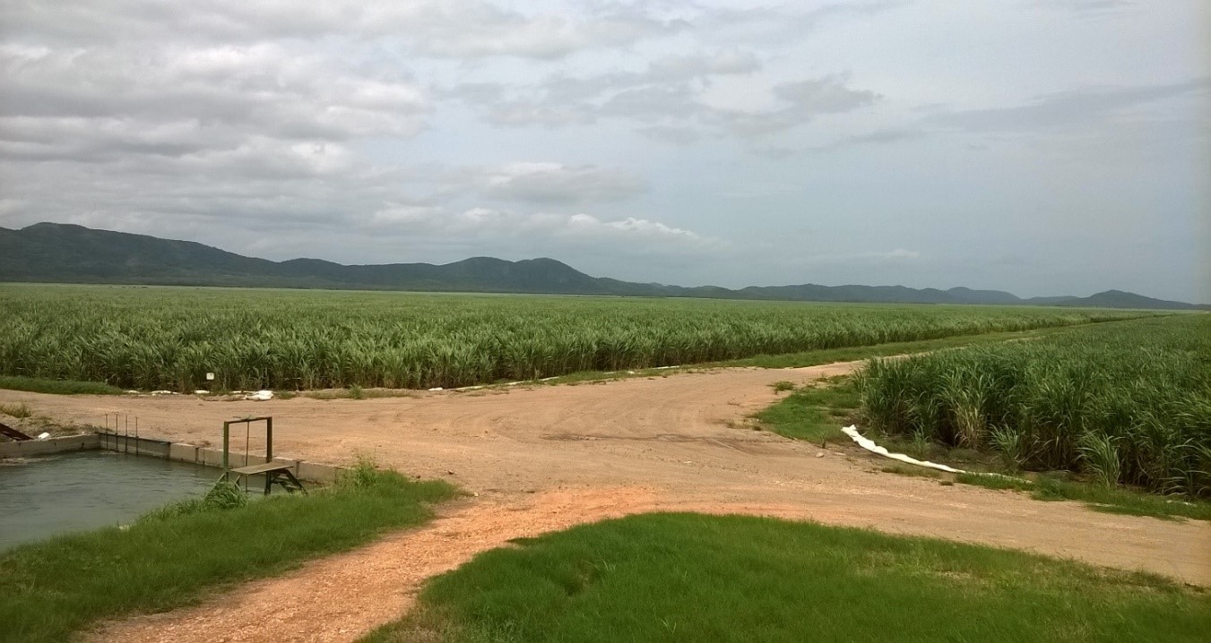 CAÑA SOCA