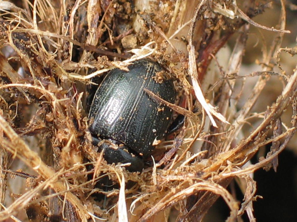 ESCARABAJO DE LA CAÑA