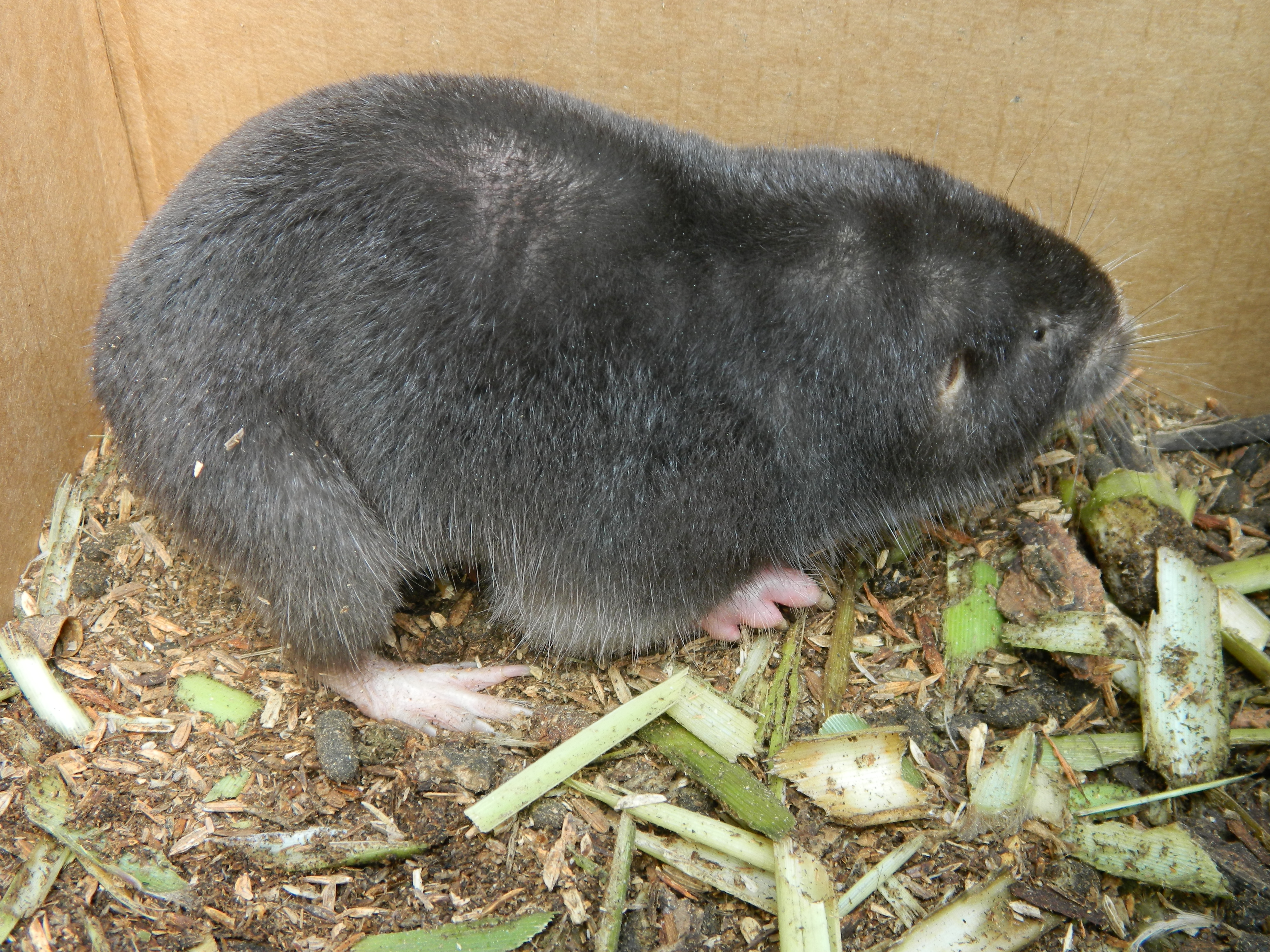 TALTUZA