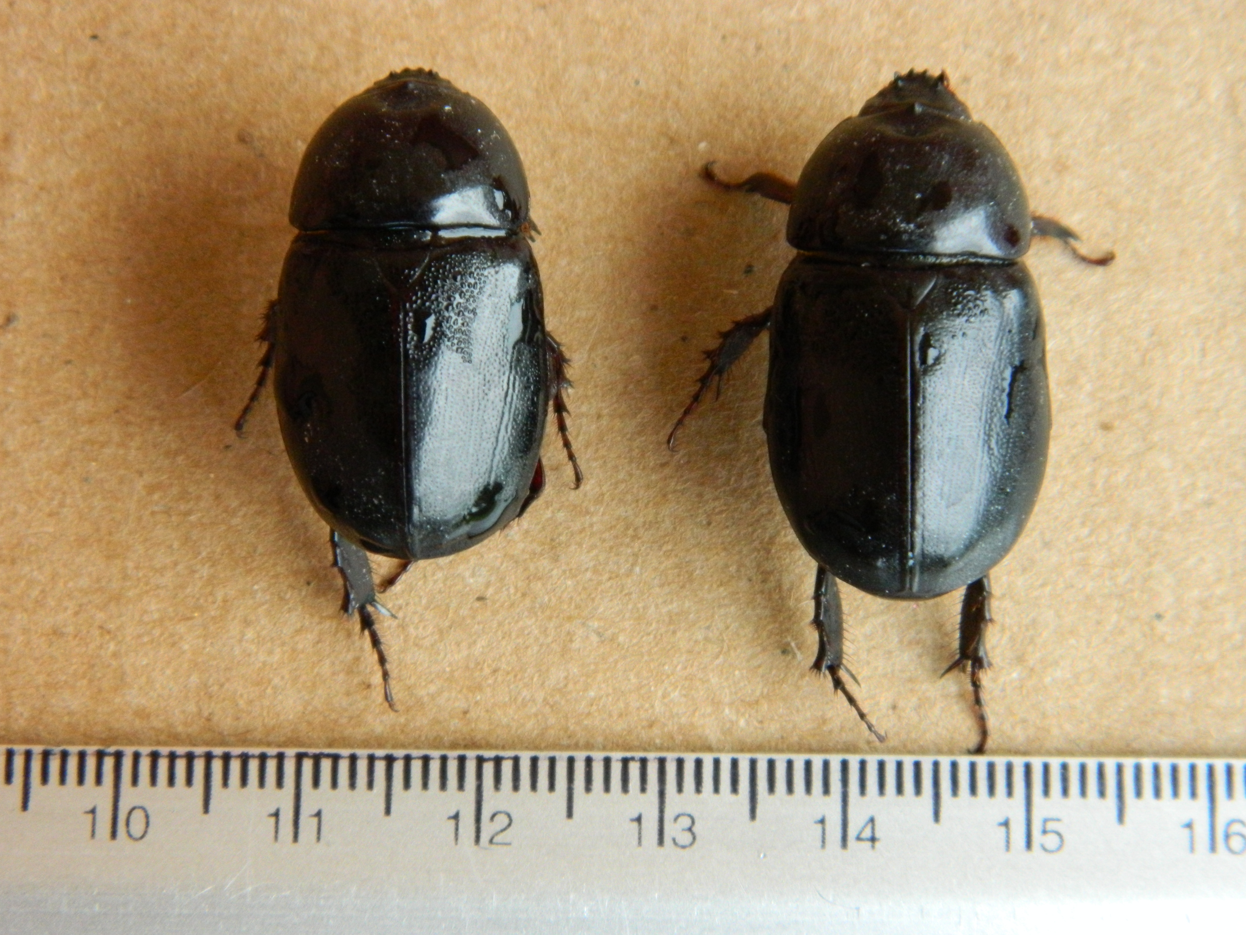 ESCARABAJO