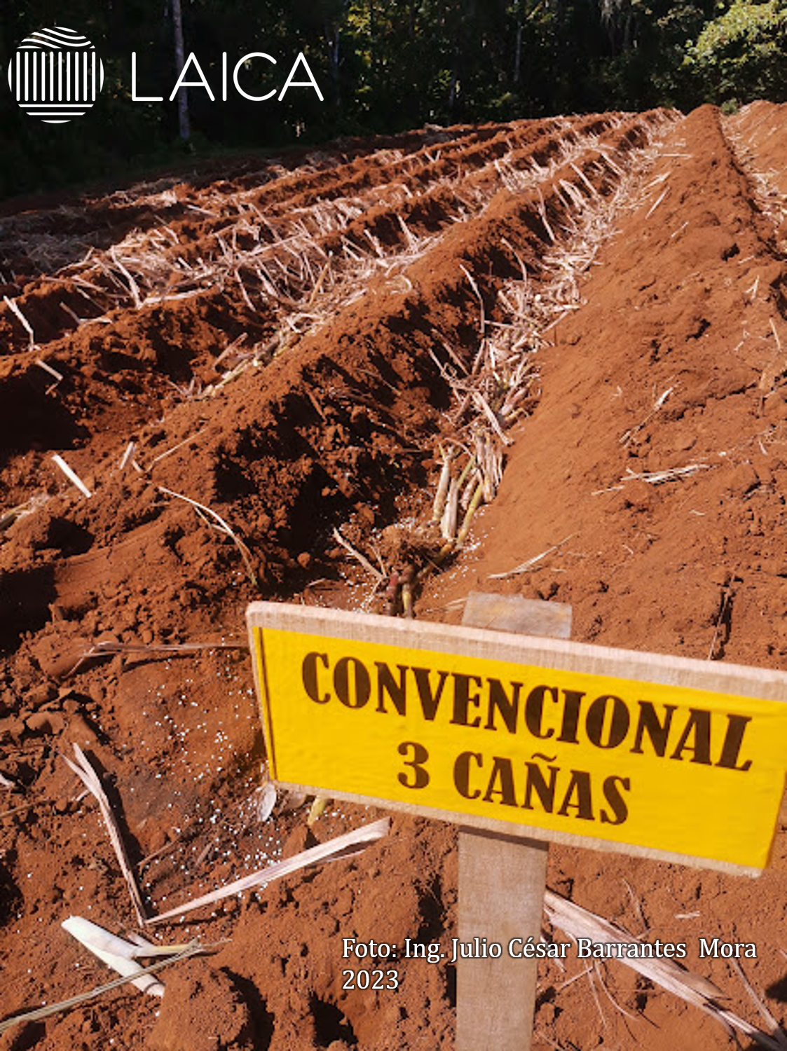 Sistema de siembra convencional a 3 chorros. Promedio de gasto de semilla: 12-13 t/ha.