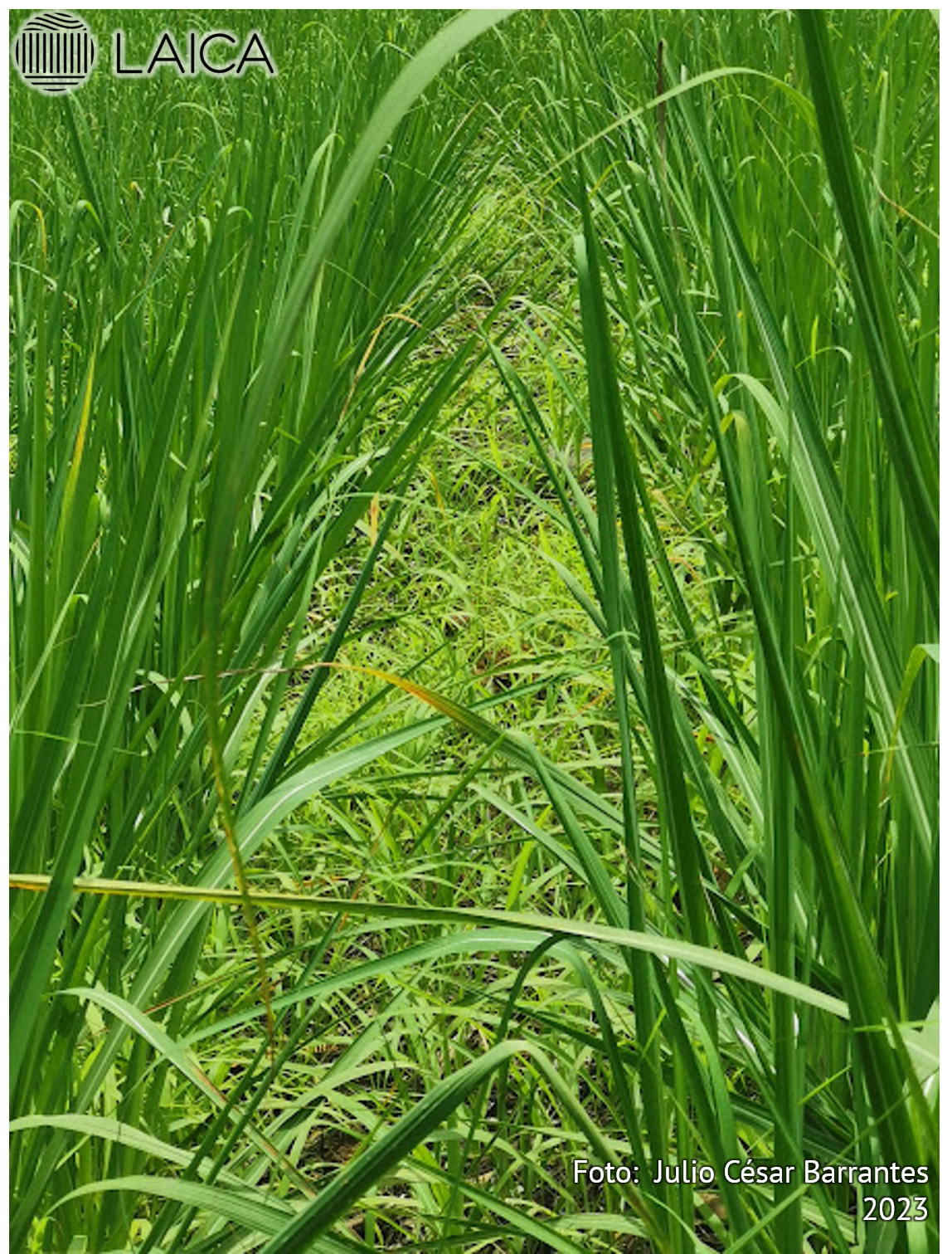 Germinación de banco de semilla de R.cochinchinensis.