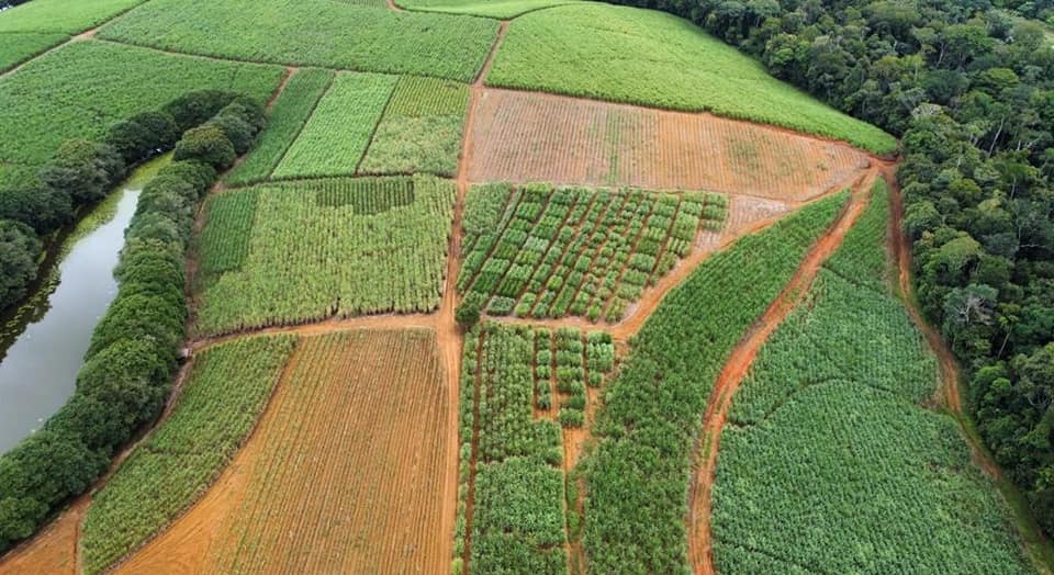 Área de investigación de variedades, Finca Oasis. La Ceniza de P.Z.